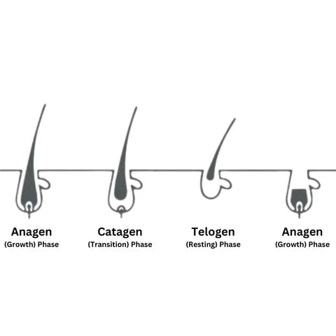 Eyelash_Growth_Cycle_Explained_480x480_b545239a-f31a-409f-ae21-52a55d44d96f.webp